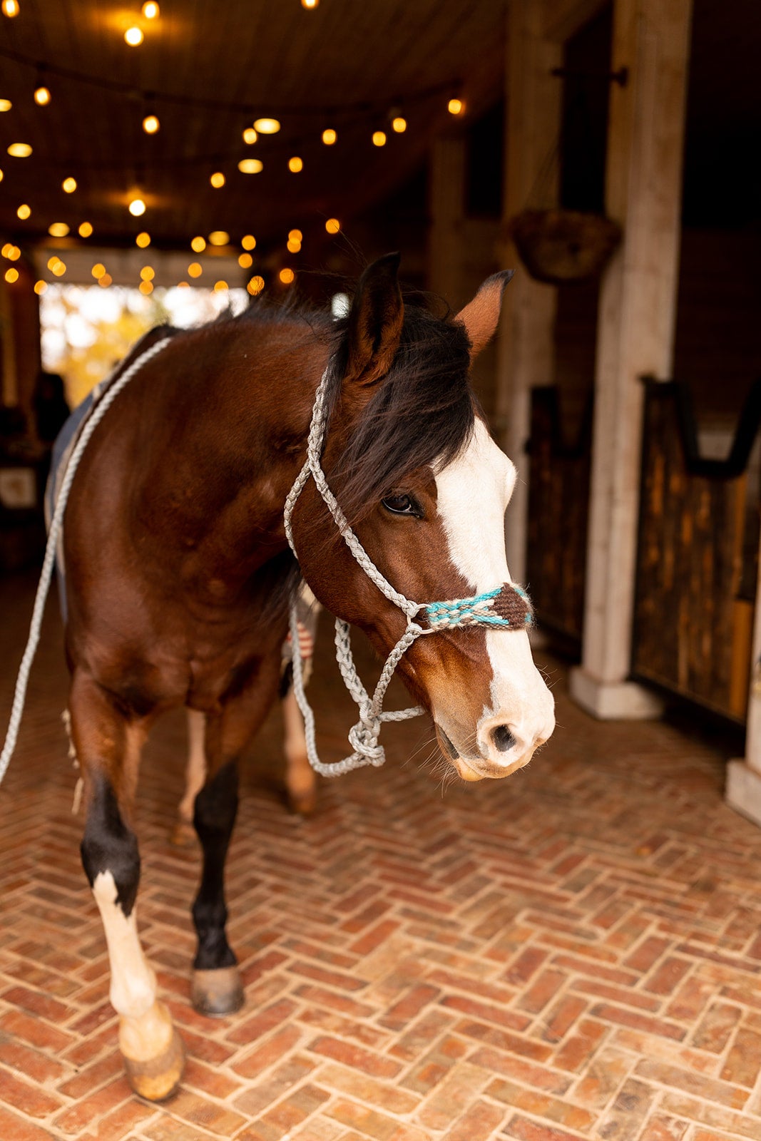 Mohair Halter | BW Braiding Inc.